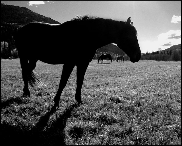 "Equine Think"