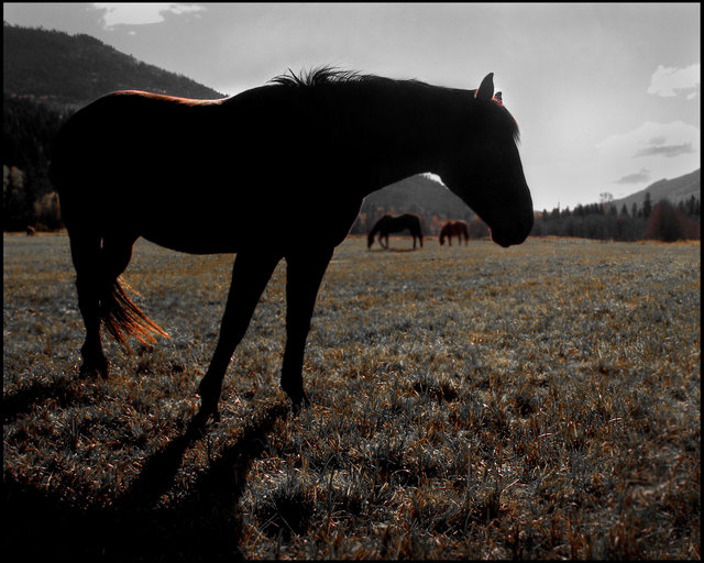 "Equine Think" 2