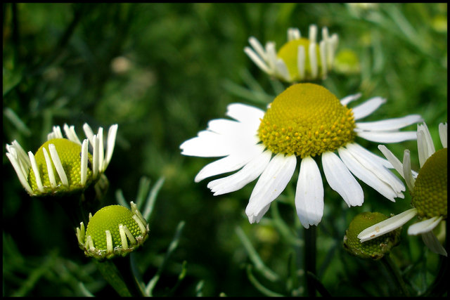 "Daisy Season"