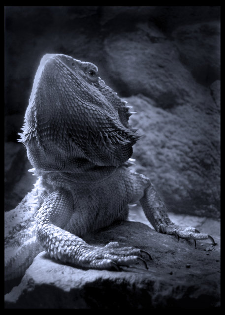 "Thoughtful Dragon" - in blue