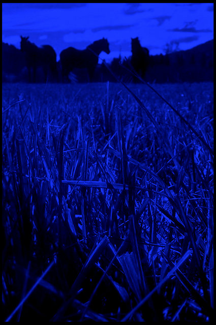 "The Lawn Mowers Cometh...at midnight?"