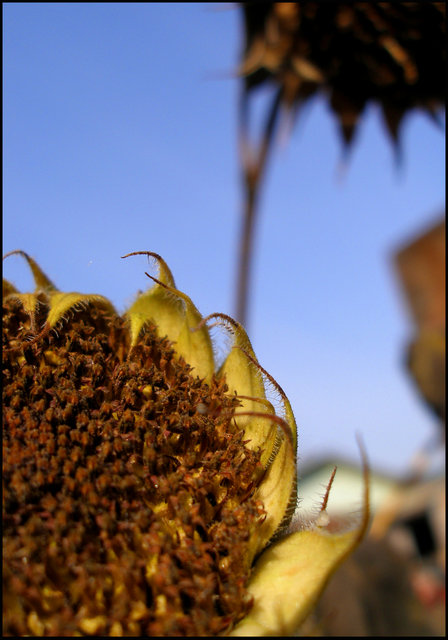 "Getting the Sun into the Flower"