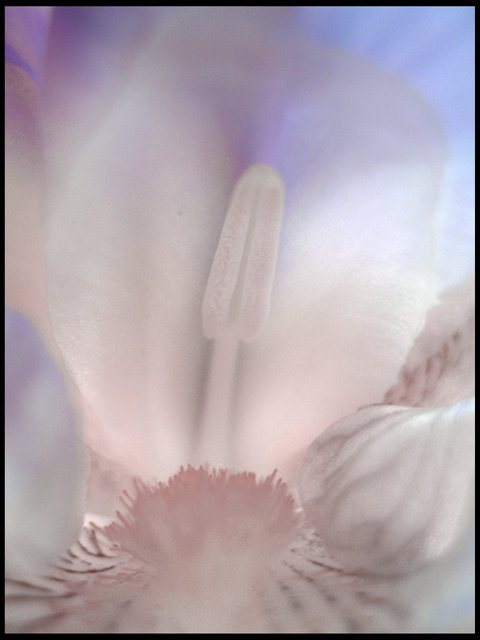 "Inside the Iris"