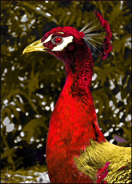 "Peacock in Red"