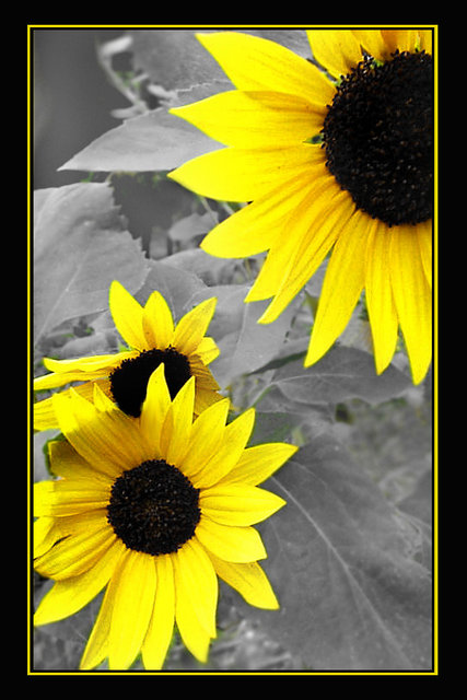 "Sunflowers in Black and Yellow"
