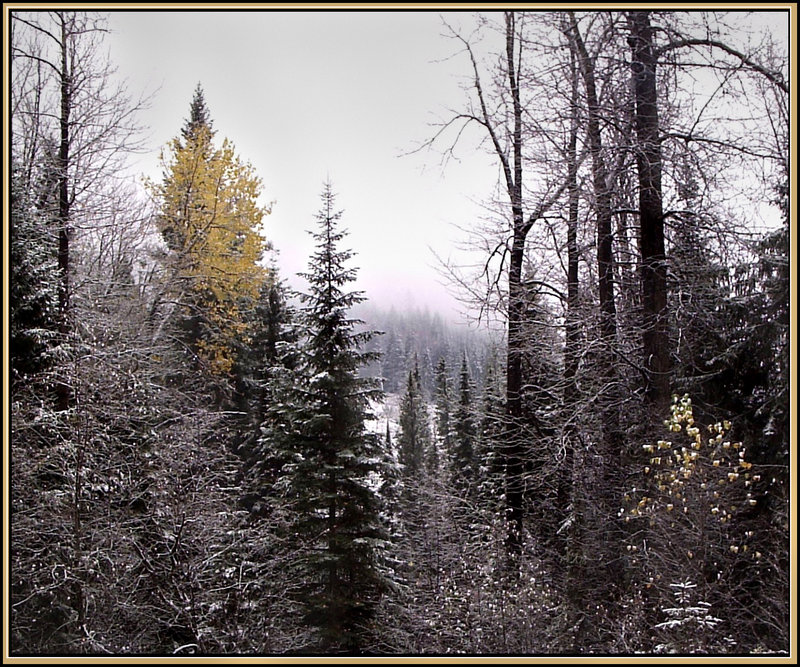 "Forest Mix"