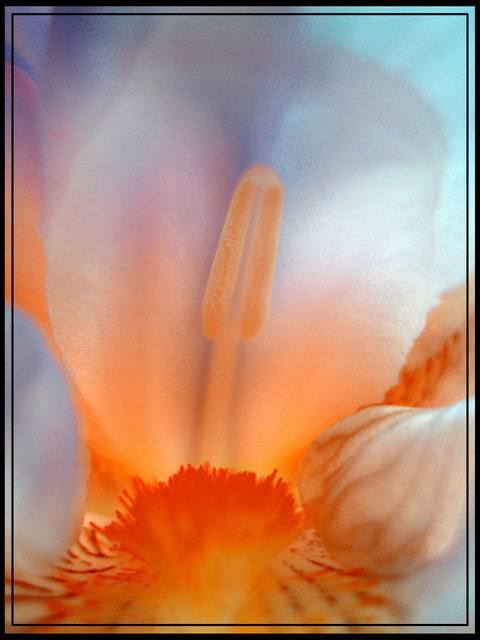 "Pastel Summer Bloom"