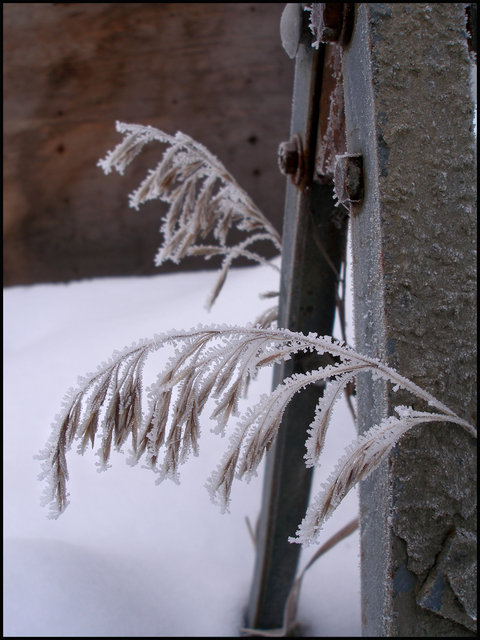 "Winter Weeds"