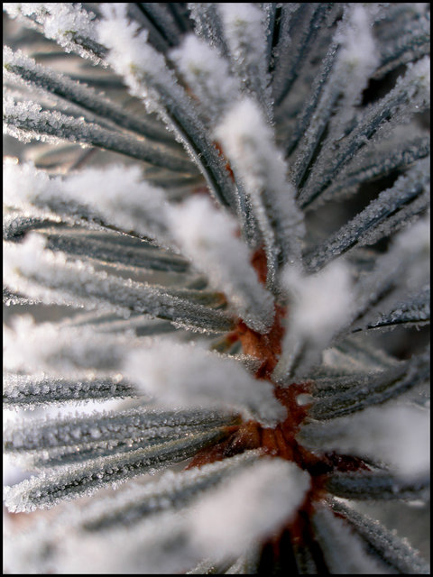 "Needles" 2