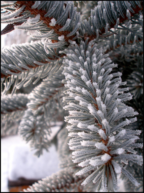 "Spruce Twig"