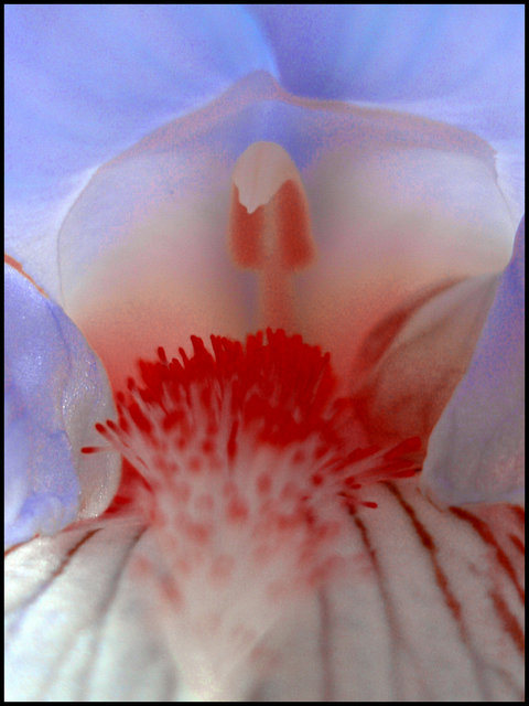 "Shy Iris"