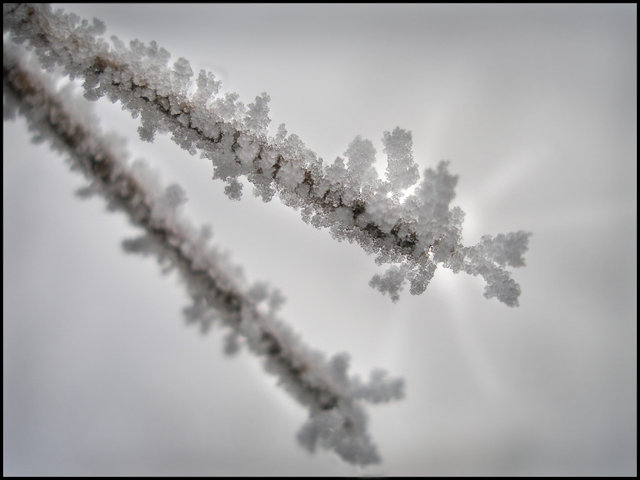 "Frost Bite"