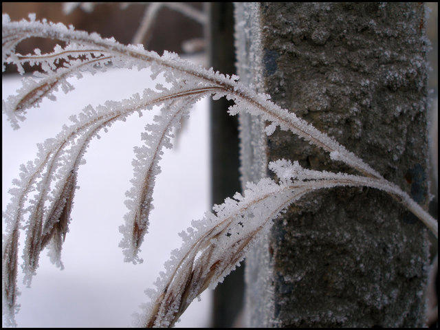 "Cold Storage"