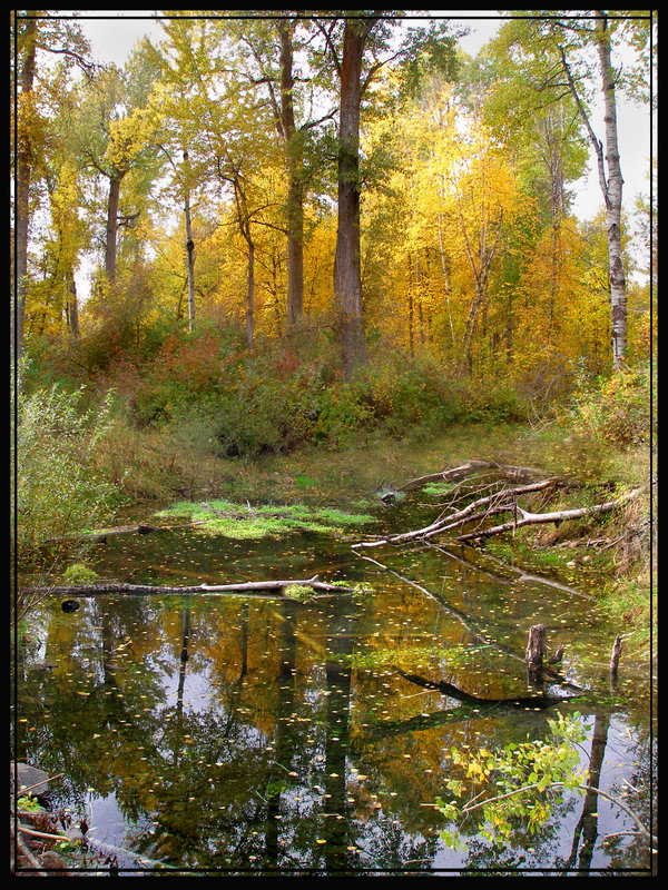 "Reflecting Pool"
