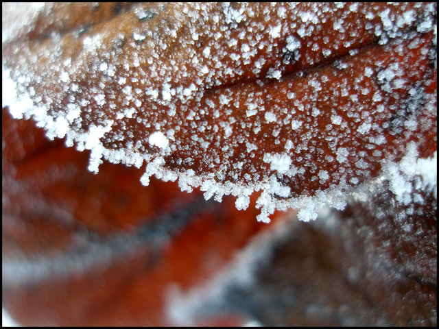 "Bokeh of Leaves" - Foreground Focus