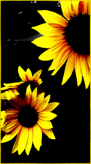 "Sunflowers" 2