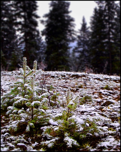 "When Pine was Green..."