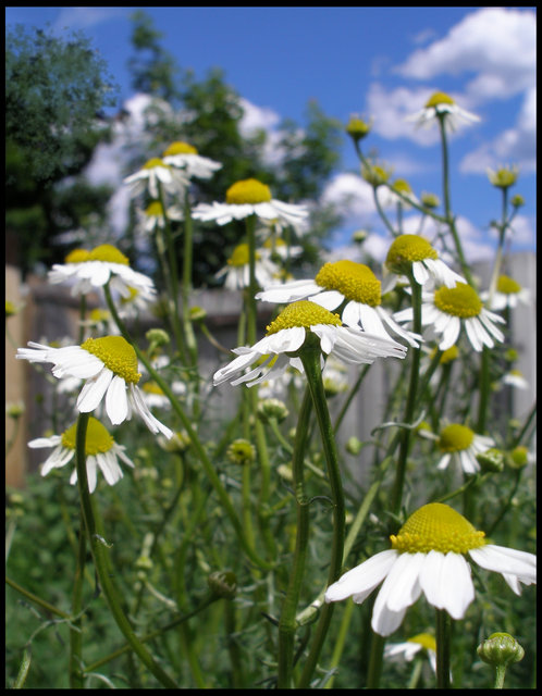"Daysies for the Day"