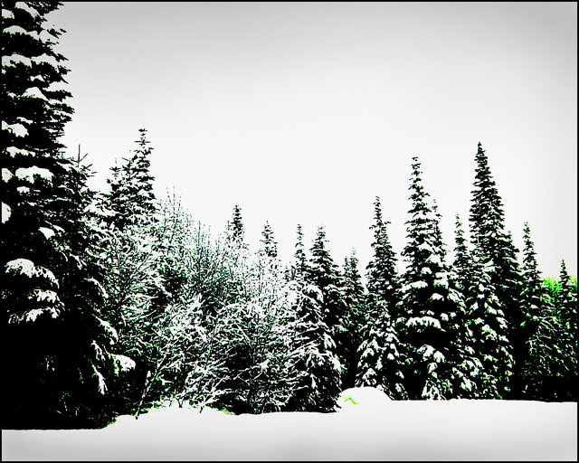 "Winter Green"