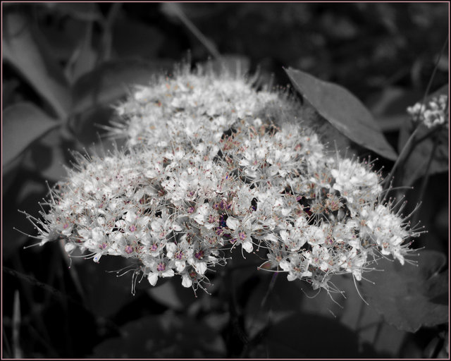 "Antique Blossoms" Blk/Wht