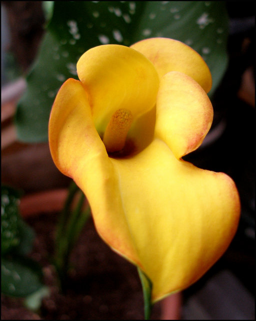 "Calla Lily"