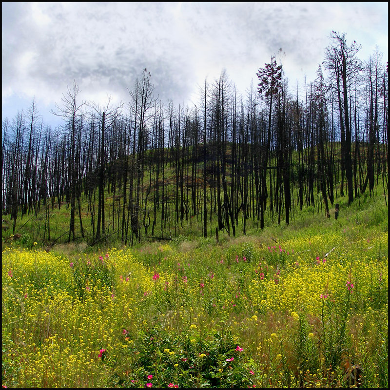 "Strawberry Hills - A Few 'Springs' Later"