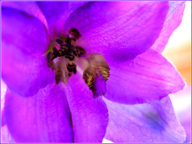"Purple"