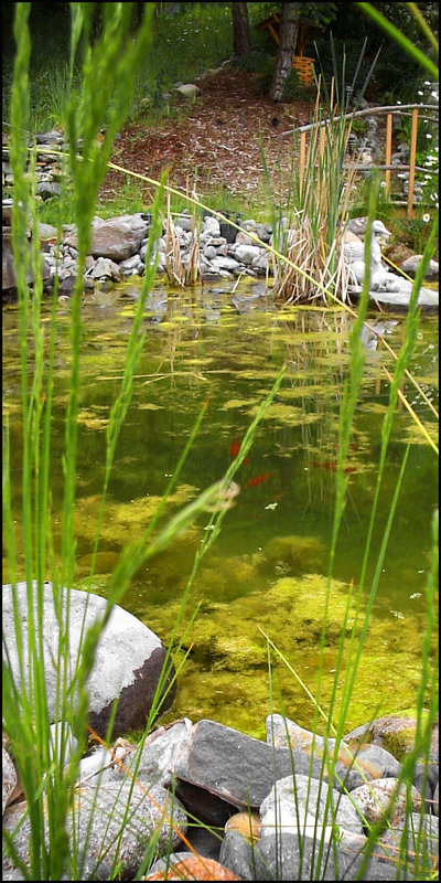 "Fish Pond"