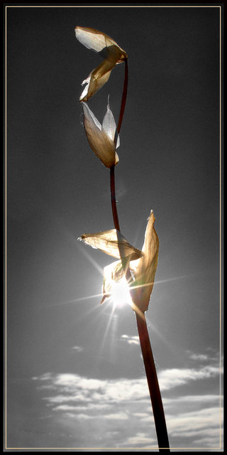 "Incandescant Bloom" (color selection)