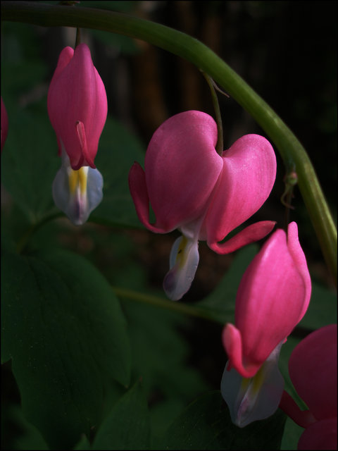 Fragile Hearts
