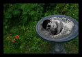 birdbath