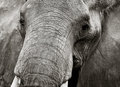 wild elephant