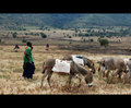 donkeys