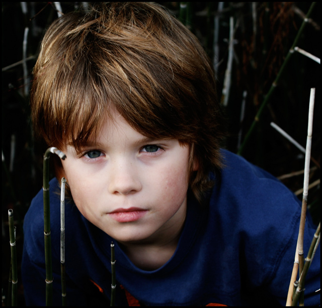 reeds