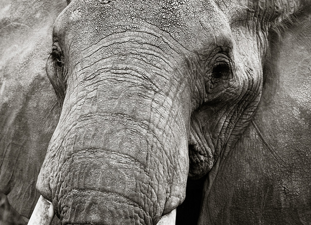 wild elephant