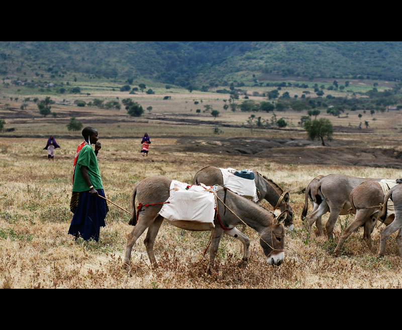 donkeys