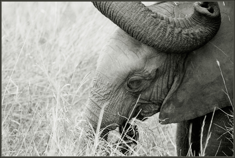 trunk