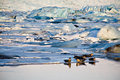 Seals in the sun