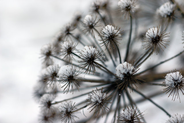 Winter flower
