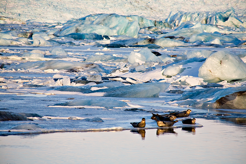 Seals in the sun