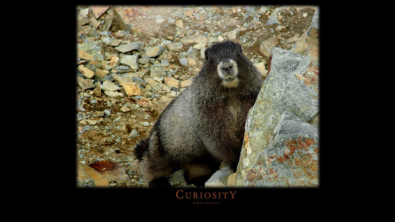 Curiosity