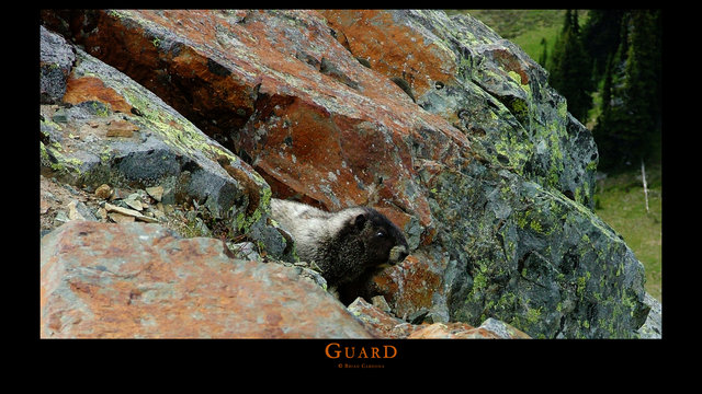 Guard