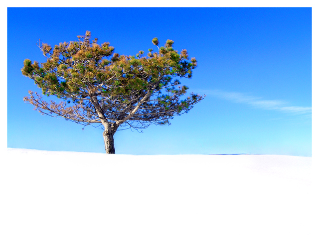 Shades of Winter