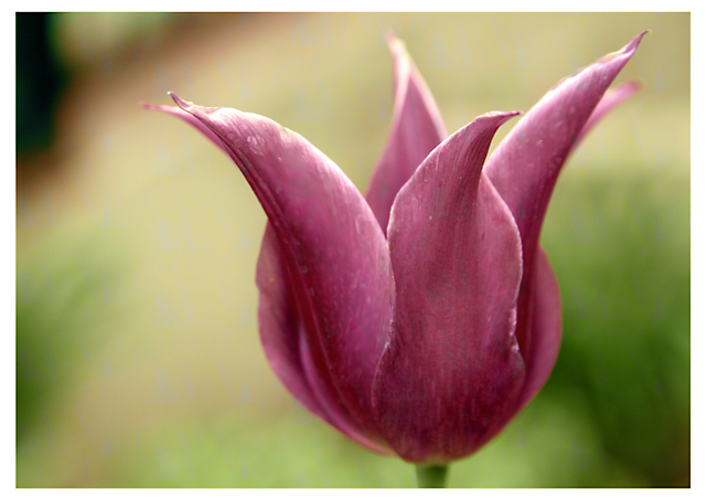 Tulip