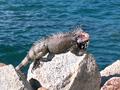 iguana