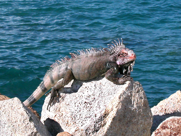 iguana