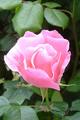 Pink Rose