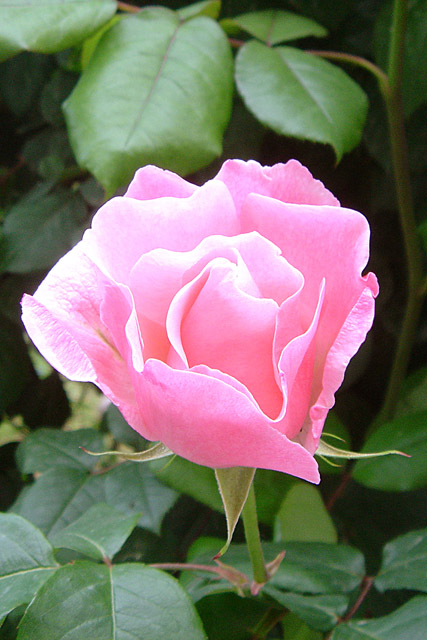 Pink Rose