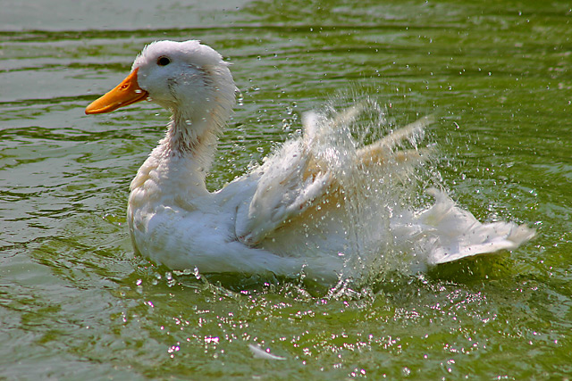 Duck.jpg