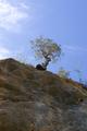 Lonely Tree